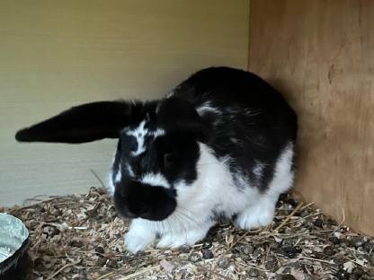 Deutscher Risenschecken Rammler Hase