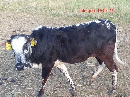 Bild 4:Mehrere Zwergzebu männlich/weiblich