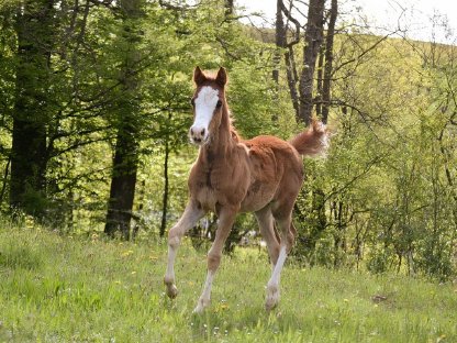 Bild 5:Reitpony Stutfohlen Vayana's Limoncella SP