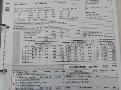 Trächtige FV Kalbinnen