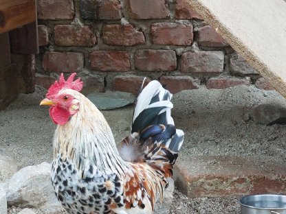 Bayerische Landzwerge Hahn