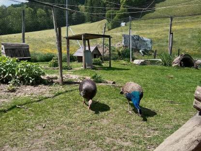 Bild 3:Pfau
