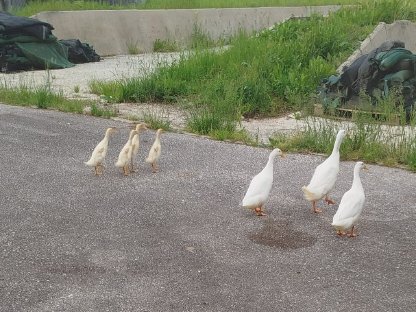 Bild 2:Reinweiße Laufenten