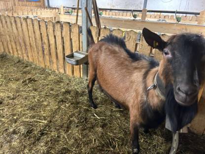 Bild 3:GGZ Bock