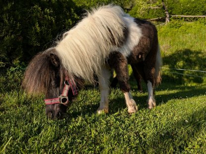 Bild 8:Shetty Stutfohlen