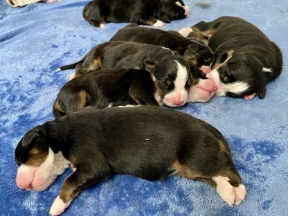 Berner Sennenhund Welpen