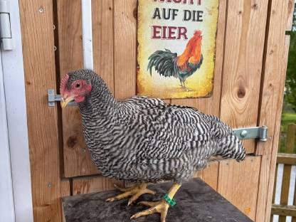 Hennen/Hähne