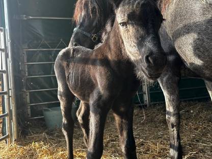 Bild 7:Dartmoor Ponyfohlen zu verkaufen