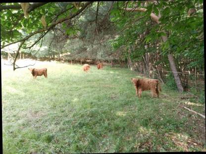 Bild 2:Hochlandrinder