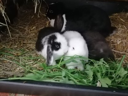 Zwerghasen Zwergkaninchen