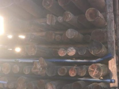 Bild 2:Rundholz endrindet bis 14 m