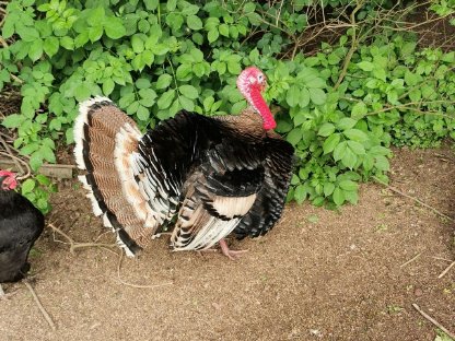 Bronzeputen (2 Weibchen, 1 Männchen) abzugeben