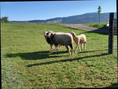 Bild 3:Merino Schaf Widder