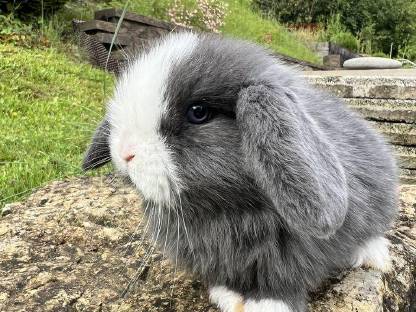 Bild 6:Baby Hasen Mini Lop