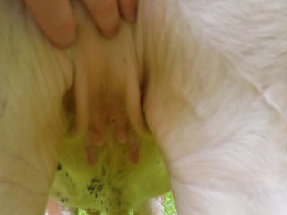 Bild 6:Hochwertiges Fleckvieh-Zuchtvieh zu verkaufen