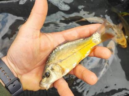 Bild 2:Spiegelkarpfen, Zeiler, Karpfen-Koi-Mischung