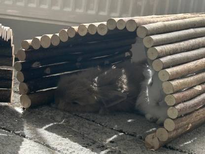 2 Süße Kaninchen