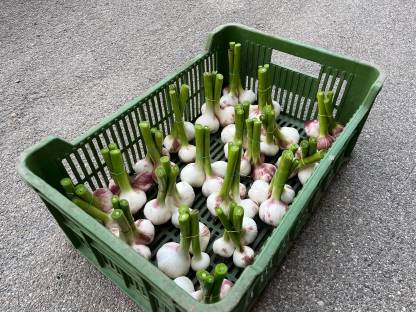 Knoblauch frisch geerntet