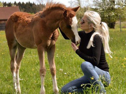 Bild 3:Reitpony Stutfohlen Vayana's Limoncella SP
