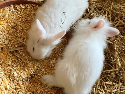 Bild 2:Kaninchen