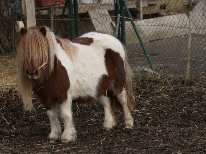 Bild 5:Minishetlandponys abzugeben