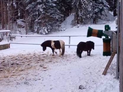 Mini Shetty Ponyhengste