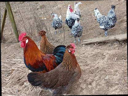 Bruteier Vorwerk, Lakenfelder, Araucana, Altsteirer
