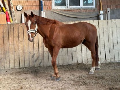 Bild 5:American Quater Horse - 11 Jahre