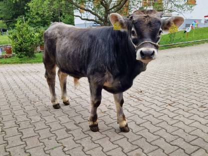 Grauvieh Jungstier