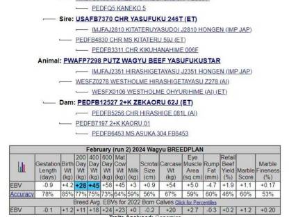 Bild 3:Yasufukustar Samen