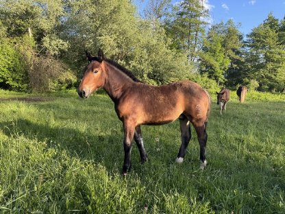 Bild 4:Norikerhengstfohlen