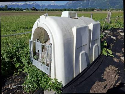 Kälberiglu