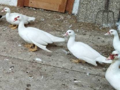 Weiße Flugenten