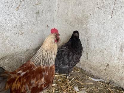 Reinrassiger Gelb-Schwarz Gesäumter Orpingtonhahn