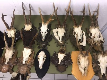 Krickerl, Geweihe Jagdtrophäen Reh Gams Wildschwein