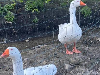 Gänse