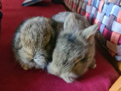 Zwergkaninchen