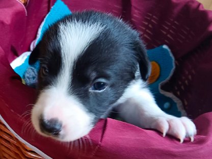 Bild 3:Border Collie Welpen