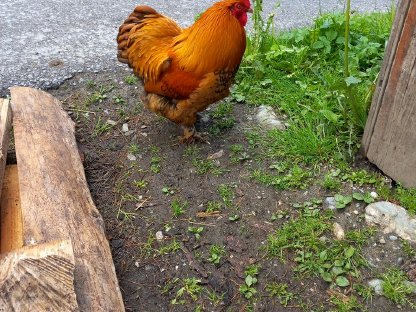 Bild 5:Zwerg-Cochin Gruppe