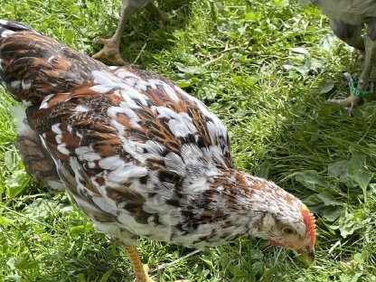 Schwedischer Blumenhuhn Hahn