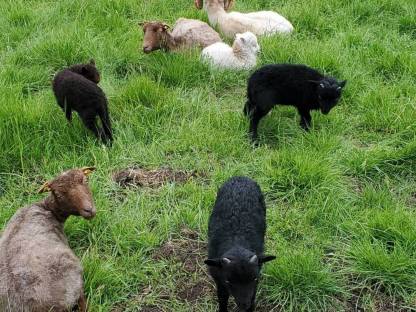 Quessant, Ouessant, bretonisches Zwergschaf Widder