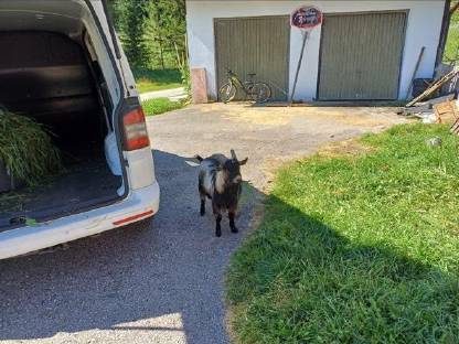 Bild 6:Zwergziegen zu verschenken