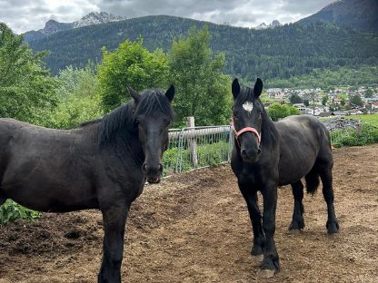 Bild 2:Percheron Hengste