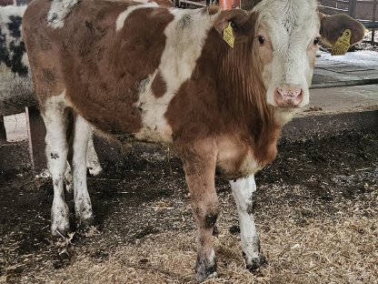Verkaufe FV Ochsen