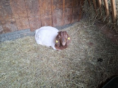 Burenziegen-Bock