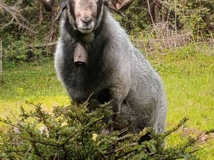 Bild 2:Alpiner Steinschafbock