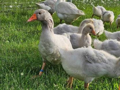 Fränkische Landgänse