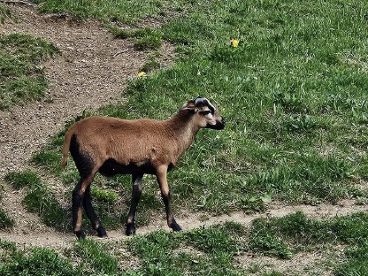 Verkaufe jungen Kamerun-Bock