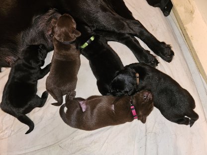 Bild 5:Labrador Retriever