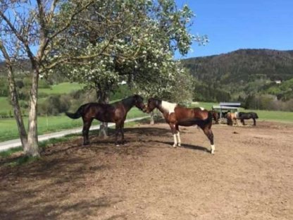 Bild 2:Einstellplätze im südlichen Waldviertel